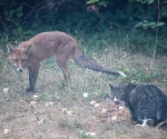 Garden Fox Watch: Can\'t we dine in peace?
