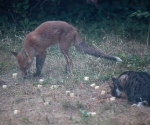 Garden Fox Watch: Tucking in