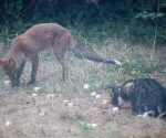 Garden Fox Watch: Nom nom