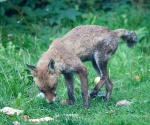 Garden Fox Watch: Scruffy fox is scruffy