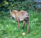 Garden Fox Watch: Tail fail