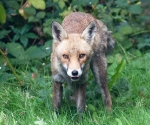 Garden Fox Watch: Another satisfied customer