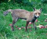 Garden Fox Watch: On the alert
