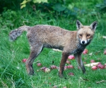 Garden Fox Watch: The older fox