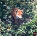 Garden Fox Watch: Nesting fox