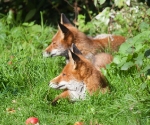 Garden Fox Watch: Autumnal foxes