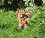 Garden Fox Watch: A splash of colour