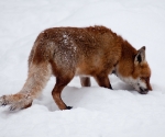 Garden Fox Watch: Fox in the snow