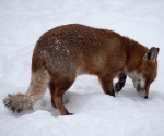 Garden Fox Watch: Fox in the snow