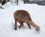 Garden Fox Watch: Fox in the snow