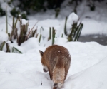 Garden Fox Watch: Fox in the snow