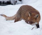 Garden Fox Watch: Fox in the snow