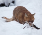 Garden Fox Watch: Fox in the snow