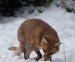 Garden Fox Watch: Fox in the snow