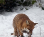 Garden Fox Watch: Fox in the snow