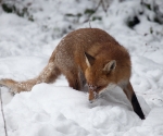 Garden Fox Watch: Fox in the snow