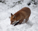 Garden Fox Watch: Fox in the snow