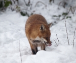 Garden Fox Watch: Fox in the snow