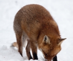 Garden Fox Watch: Fox in the snow