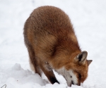 Garden Fox Watch: Fox in the snow