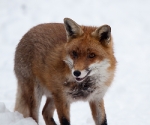 Garden Fox Watch: Fox in the snow