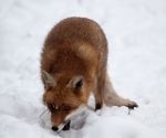 Garden Fox Watch: Fox in the snow