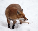 Garden Fox Watch: Fox in the snow