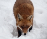 Garden Fox Watch: Fox in the snow