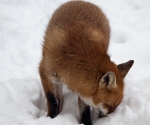 Garden Fox Watch: Fox in the snow