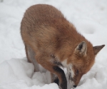 Garden Fox Watch: Fox in the snow