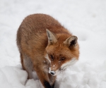 Garden Fox Watch: Fox in the snow