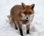 Garden Fox Watch: Fox in the snow