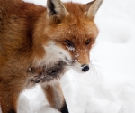 Garden Fox Watch: Fox in the snow