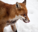 Garden Fox Watch: Fox in the snow