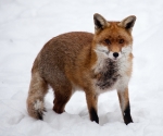 Garden Fox Watch: Fox in the snow