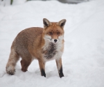 Garden Fox Watch: Fox in the snow