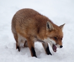 Garden Fox Watch: Fox in the snow