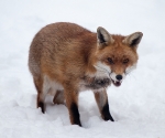 Garden Fox Watch: Fox in the snow