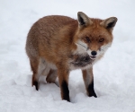 Garden Fox Watch: Fox in the snow