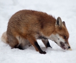 Garden Fox Watch: Fox in the snow