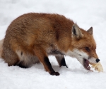 Garden Fox Watch: Fox in the snow