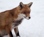 Garden Fox Watch: Fox in the snow