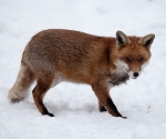 Garden Fox Watch: Fox in the snow