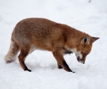 Garden Fox Watch: Fox in the snow