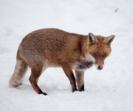 Garden Fox Watch: Fox in the snow