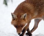 Garden Fox Watch: Fox in the snow