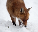 Garden Fox Watch: Fox in the snow