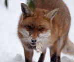 Garden Fox Watch: Fox in the snow