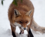 Garden Fox Watch: Fox in the snow