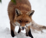 Garden Fox Watch: Fox in the snow